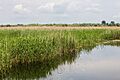 Cañas (Phragmites australis), Delta del Danubio, Rumanía, 2016-05-28, DD 23