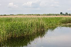 Cañas (Phragmites australis), Delta del Danubio, Rumanía, 2016-05-28, DD 23.jpg