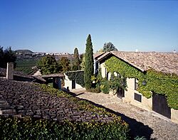 Casa contino mas vinedos low.jpg