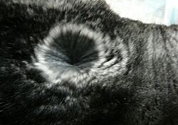 Archivo:Chinchilla-fur