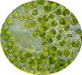 Chlorella