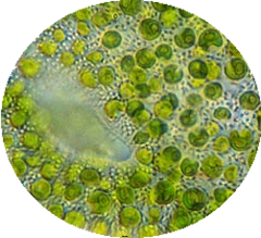 Chlorella.png