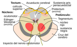 Cn3nucleus-es.svg