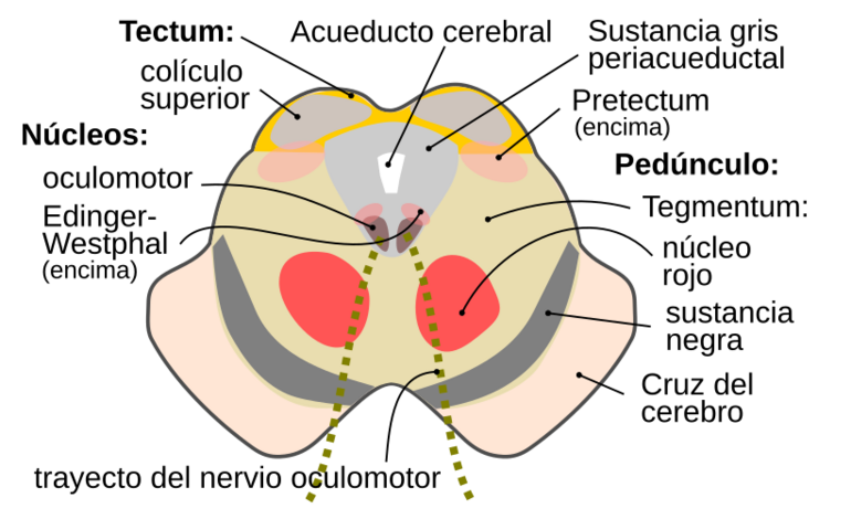 Cn3nucleus-es