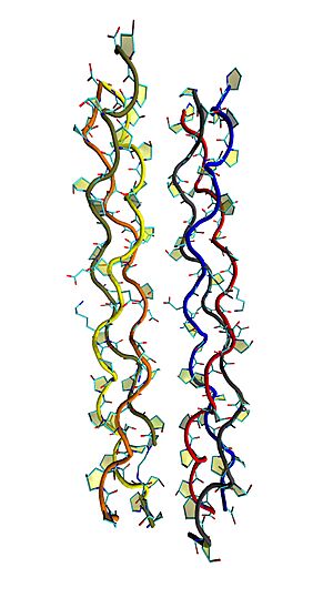Archivo:Collagen (triple helix protein with schematic ribbons)