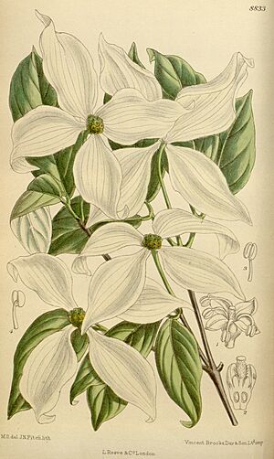 Archivo:Cornus kousa 146-8833