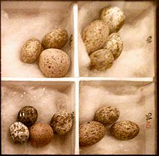 Archivo:Cuckoo Eggs Mimicking Reed Warbler Eggs