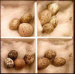 Archivo:Cuckoo Eggs Mimicking Reed Warbler Eggs