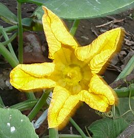 Cucurbita argyrosperma "calabaza rayada o cordobesa" (Florensa) flor masculina M01 antesis vista superior pétalos desenrollándose 