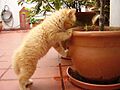 Curious kitten
