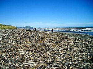 Archivo:Driftwood NZ