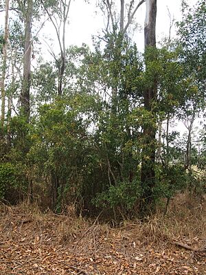 Archivo:Elaeocarpus grandis (Blue Quandong) flowers sapling