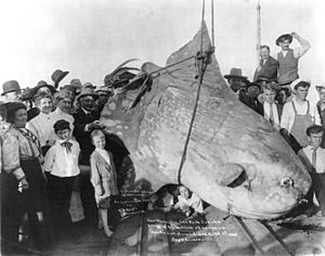 Archivo:Enormous Sunfish