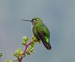 Eriocnemis derbyi (Paramero rabihorcado) (15484965256).jpg