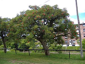 Archivo:Erythrina crista-galli 2-3