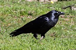 Forest Raven (Corvus tasmanicus) (8079689095).jpg