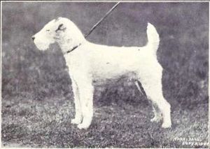Archivo:Fox Terrier (wire-hair) from 1915