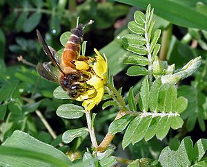 Archivo:Gaint Honey Bee (Apis dorsata) on Tribulus terrestris W IMG 1020