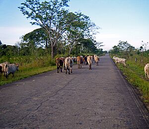 Archivo:Ganado en la carretera del Estado Monagas