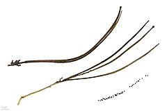 Archivo:Glaucium flavum MHNT.BOT.2007.40.129