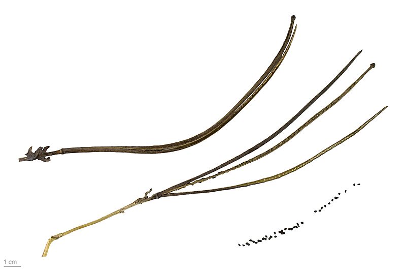Glaucium flavum MHNT.BOT.2007.40.129