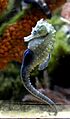 Hippocampus erectus, macho preñado