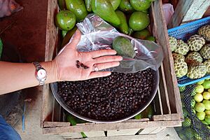 Archivo:Hormigas comestibles