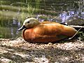 Hunawihr-ruddy-shelduck