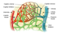 Illu lymph capillary es