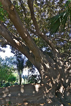 Archivo:Jardín de la Finca Casa de Ferraz 07