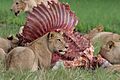 Lions and a Zebra a