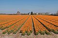 Lisse, veld met geelrode dubbele tulpen bij de Zwartelaan IMG 8941 2021-04-27 11.11