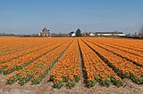 Lisse, veld met geelrode dubbele tulpen bij de Zwartelaan IMG 8941 2021-04-27 11.11