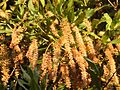 Macadamia tetraphylla flower1