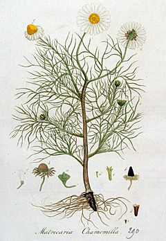 Archivo:Matricaria chamomilla — Flora Batava — Volume v4