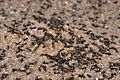 Meat eater ant nest swarming03