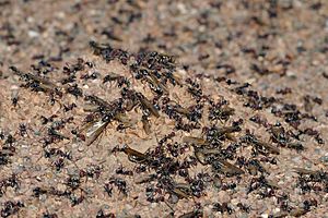 Archivo:Meat eater ant nest swarming03