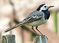 Motacilla alba alba cropped