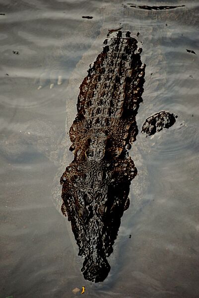 Mugger Crocodile (Crocodylus palustris) (2679608061)