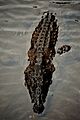Mugger Crocodile (Crocodylus palustris) (2679608061)