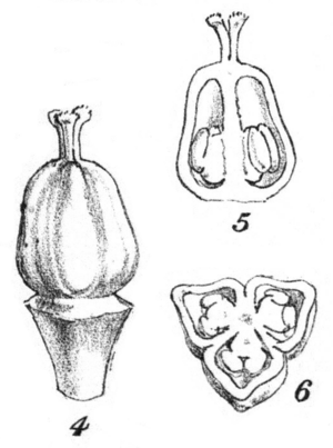 Archivo:Nolinia watsonii (pistil)