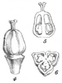 Nolinia watsonii (pistil)