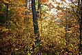 Oak woodland Hoosier National Forest