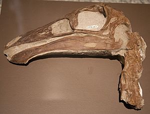 Archivo:Ornithomimid skull