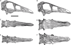 Archivo:Ornithomimus skull