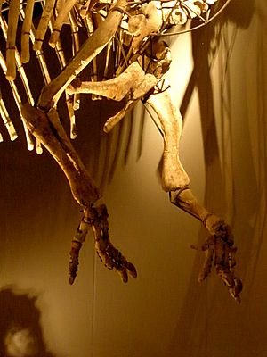 Archivo:Ouranosaurus - forelimbs