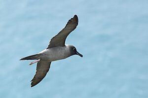 Archivo:Phoebetria palpebrata - Flying - Bottom side