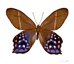 Pierella hyalinus hyalinus MHNT dos.jpg