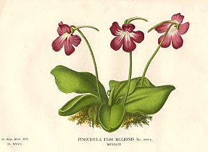 Archivo:Pinguicula caudata print