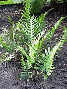 Polypodium vulgare2